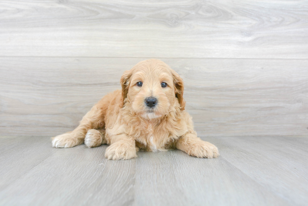 Adorable Golden Retriever Poodle Mix Puppy