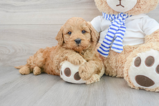 Sweet Mini Goldendoodle Baby