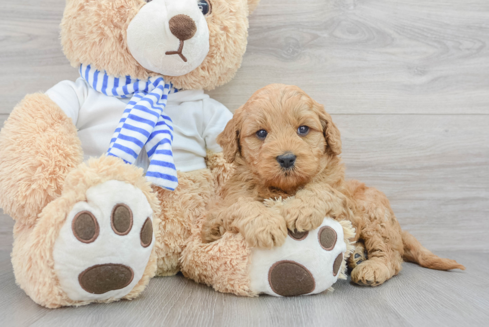 Adorable Golden Retriever Poodle Mix Puppy