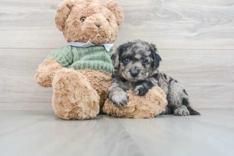 Mini Goldendoodle Puppy for Adoption