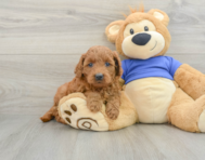 7 week old Mini Goldendoodle Puppy For Sale - Premier Pups