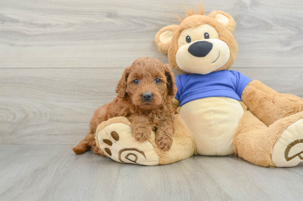 6 week old Mini Goldendoodle Puppy For Sale - Premier Pups