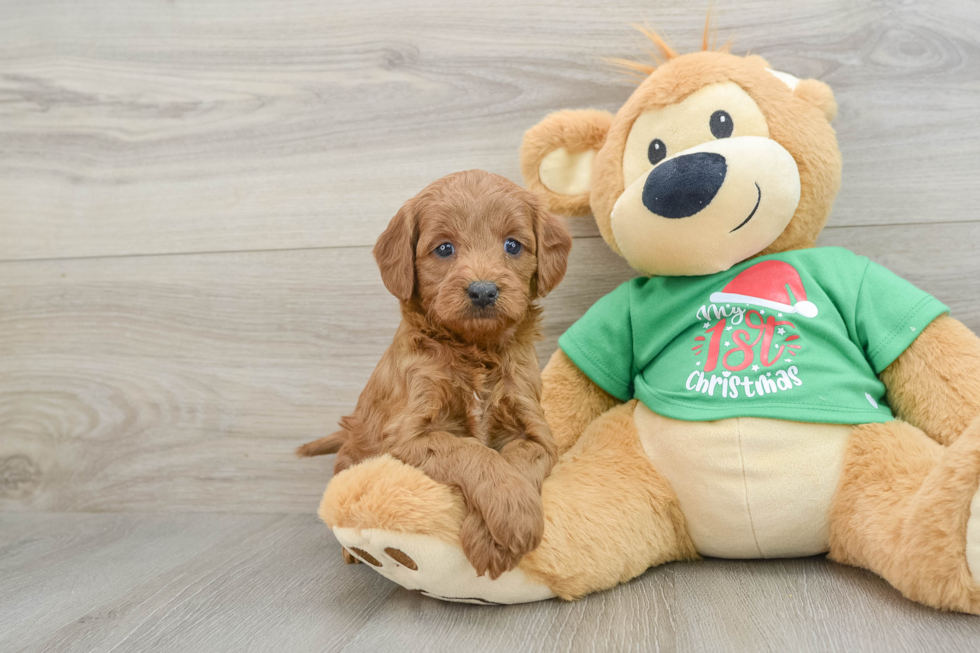 Mini Goldendoodle Pup Being Cute