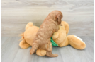 Playful Mini Groodle Poodle Mix Puppy