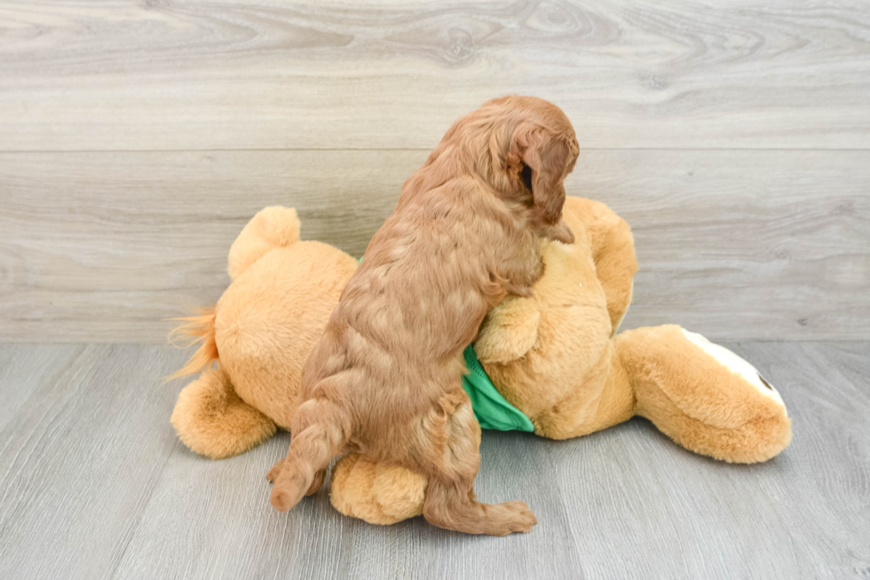 Playful Mini Groodle Poodle Mix Puppy