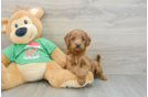 Small Mini Goldendoodle Baby