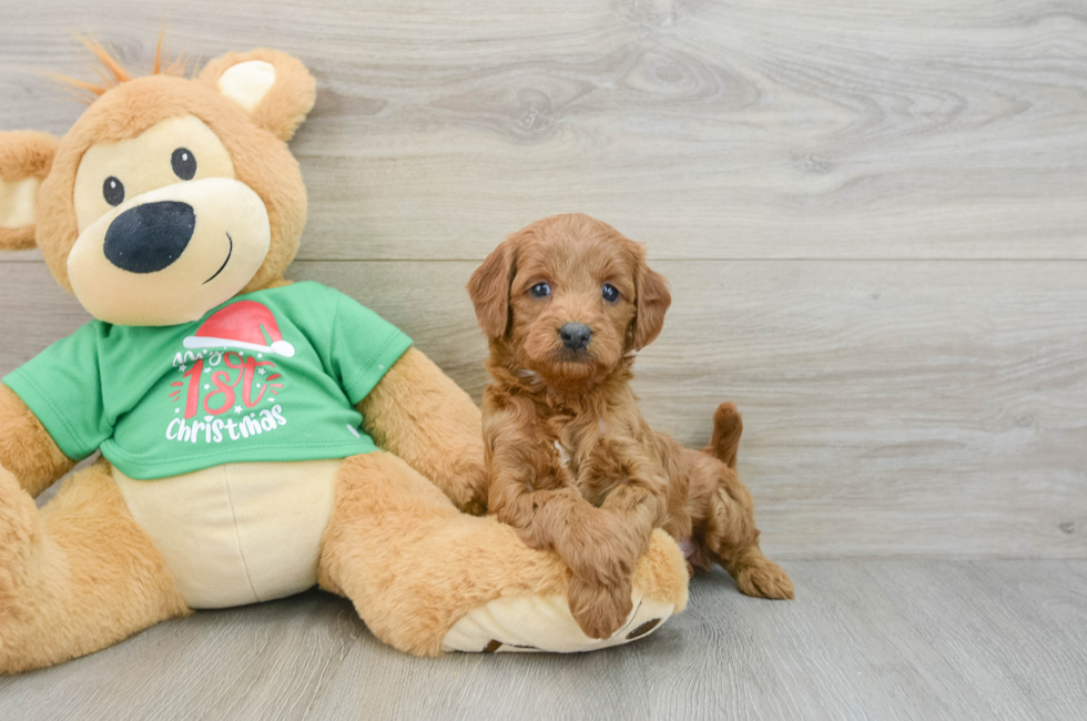 5 week old Mini Goldendoodle Puppy For Sale - Premier Pups