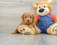 7 week old Mini Goldendoodle Puppy For Sale - Premier Pups