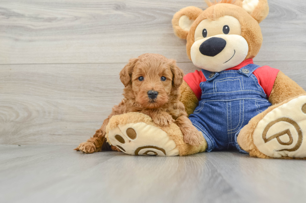 6 week old Mini Goldendoodle Puppy For Sale - Premier Pups