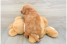 Mini Goldendoodle Puppy for Adoption