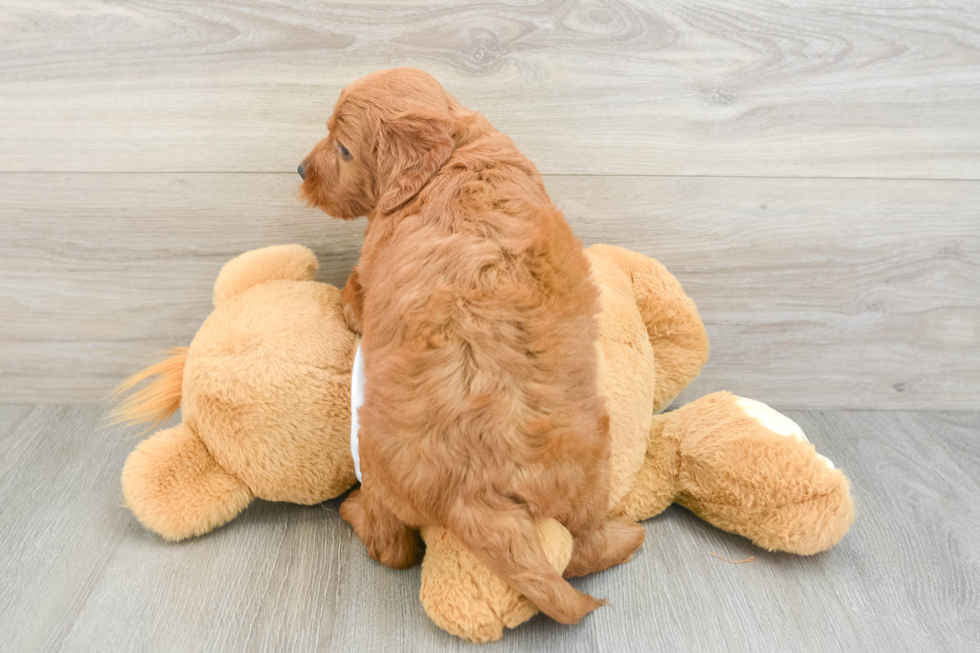 Mini Goldendoodle Puppy for Adoption