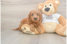 Mini Goldendoodle Pup Being Cute