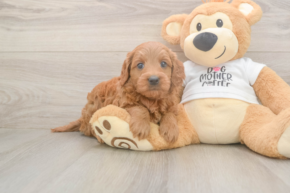 Mini Goldendoodle Pup Being Cute
