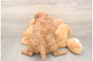 Mini Goldendoodle Pup Being Cute