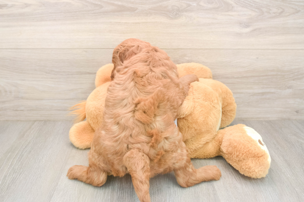 Mini Goldendoodle Pup Being Cute