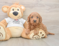 7 week old Mini Goldendoodle Puppy For Sale - Premier Pups