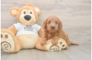 Best Mini Goldendoodle Baby