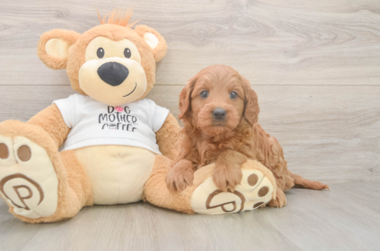 Best Mini Goldendoodle Baby