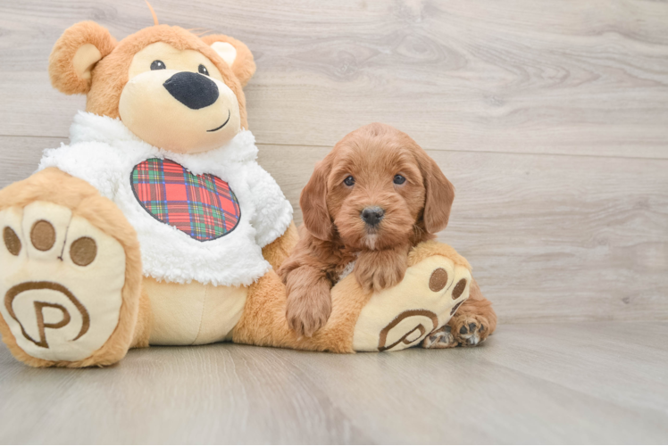Mini Goldendoodle Pup Being Cute