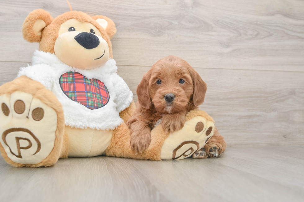 5 week old Mini Goldendoodle Puppy For Sale - Premier Pups