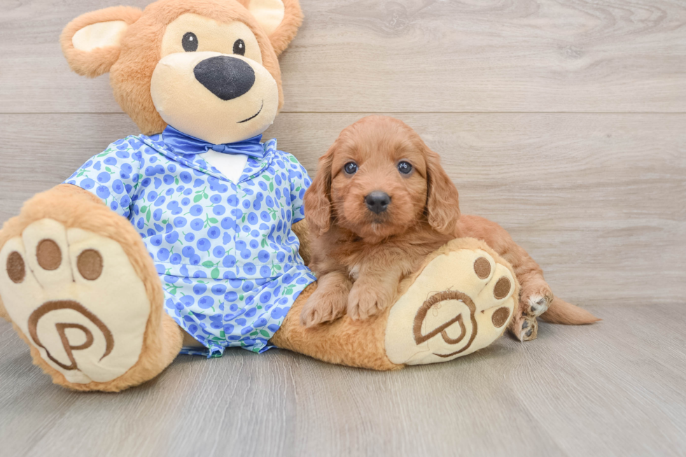 Cute Mini Goldendoodle Baby