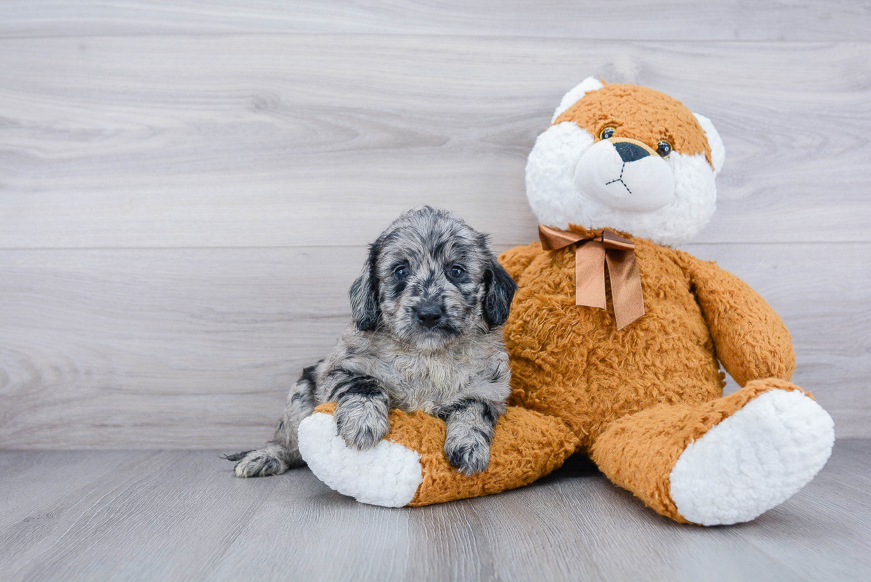 Fluffy Mini Goldendoodle Poodle Mix Pup