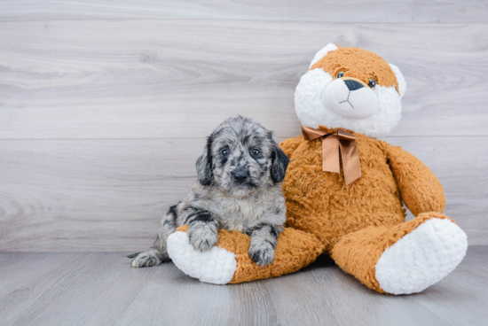 Fluffy Mini Goldendoodle Poodle Mix Pup