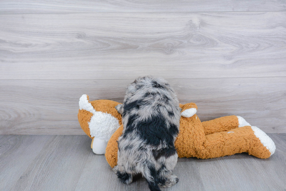 Mini Goldendoodle Pup Being Cute