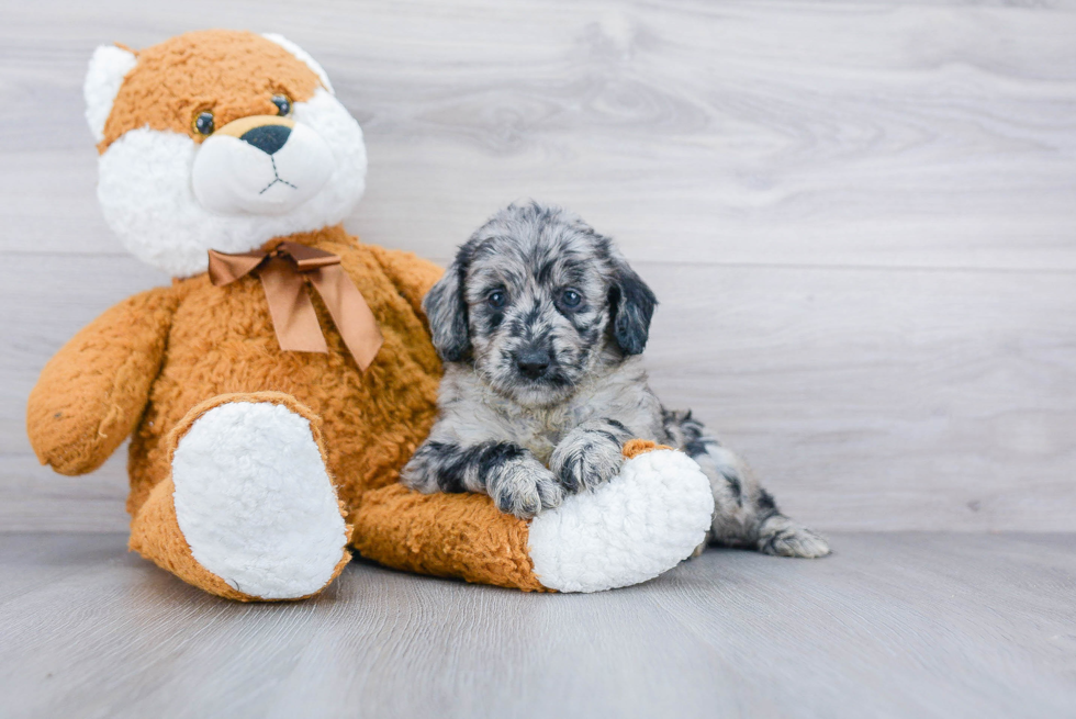 Mini Goldendoodle Puppy for Adoption