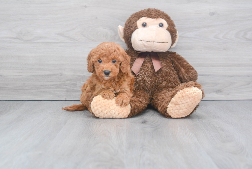 Best Mini Goldendoodle Baby