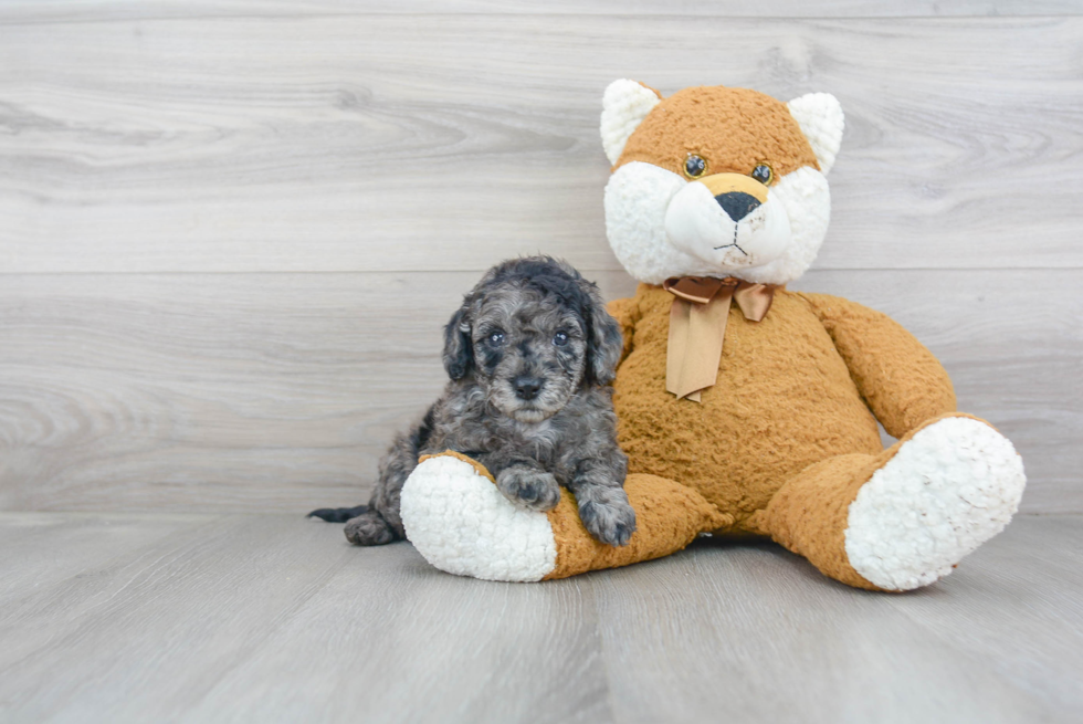 Mini Goldendoodle Pup Being Cute