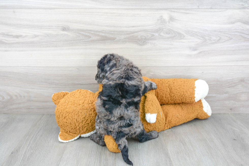 Mini Goldendoodle Puppy for Adoption