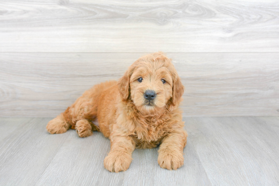 Fluffy Mini Goldendoodle Poodle Mix Pup