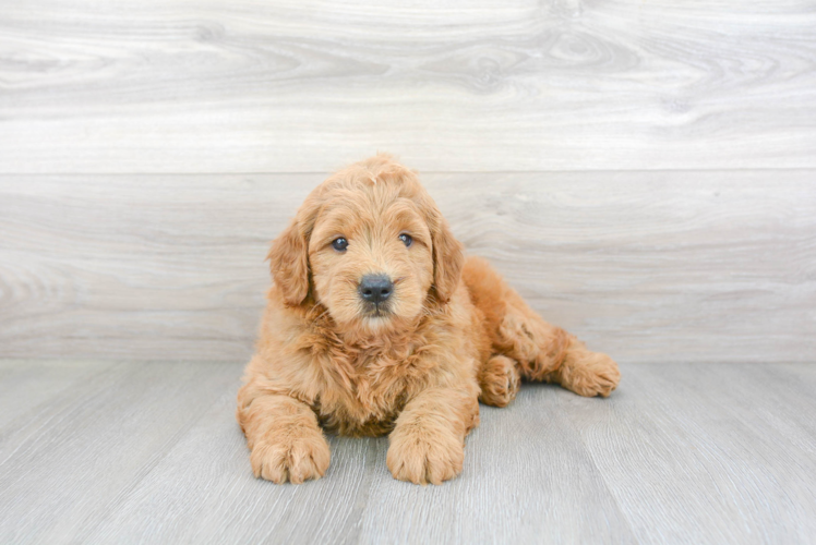 Best Mini Goldendoodle Baby