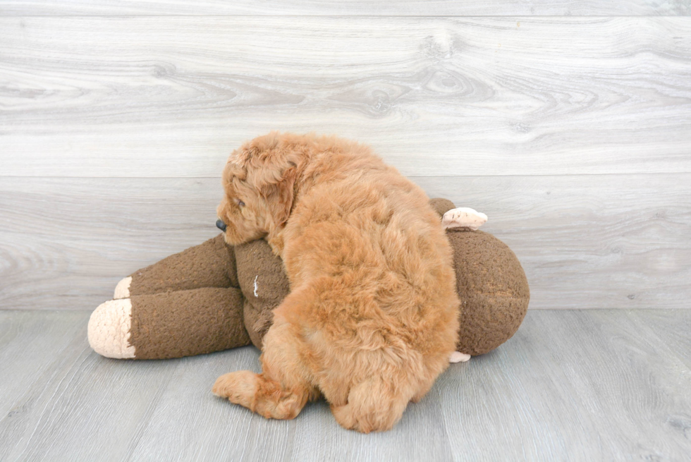 Energetic Golden Retriever Poodle Mix Puppy