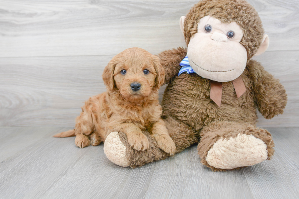 Sweet Mini Goldendoodle Baby