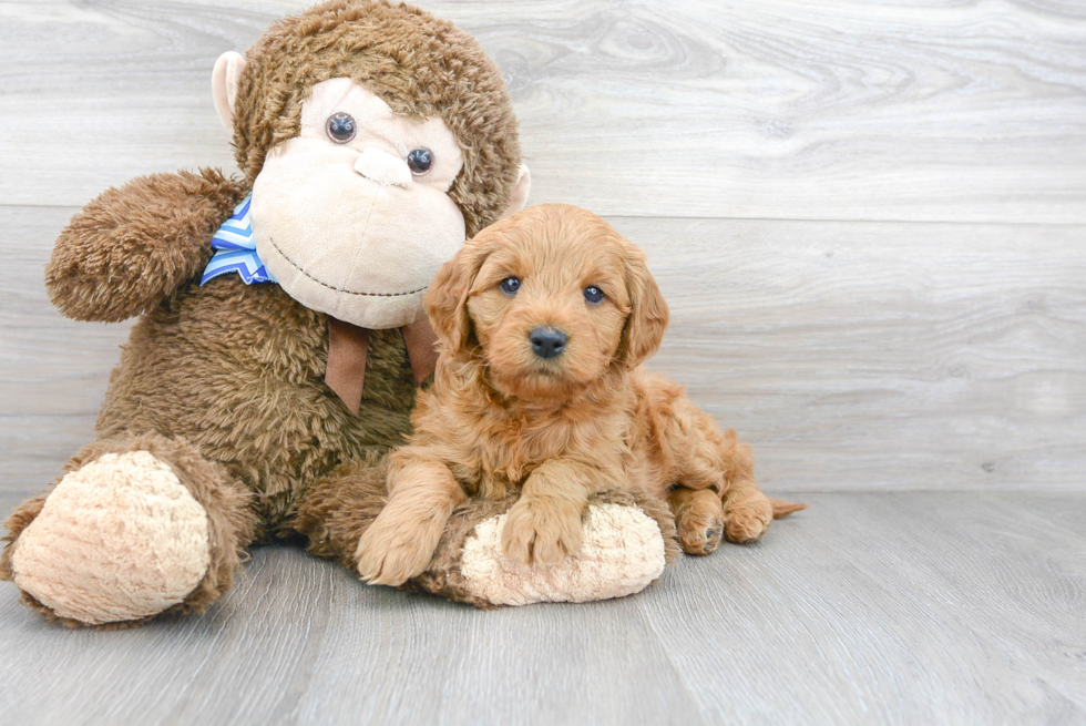 Small Mini Goldendoodle Baby