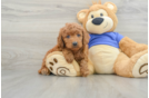 Cute Mini Goldendoodle Baby