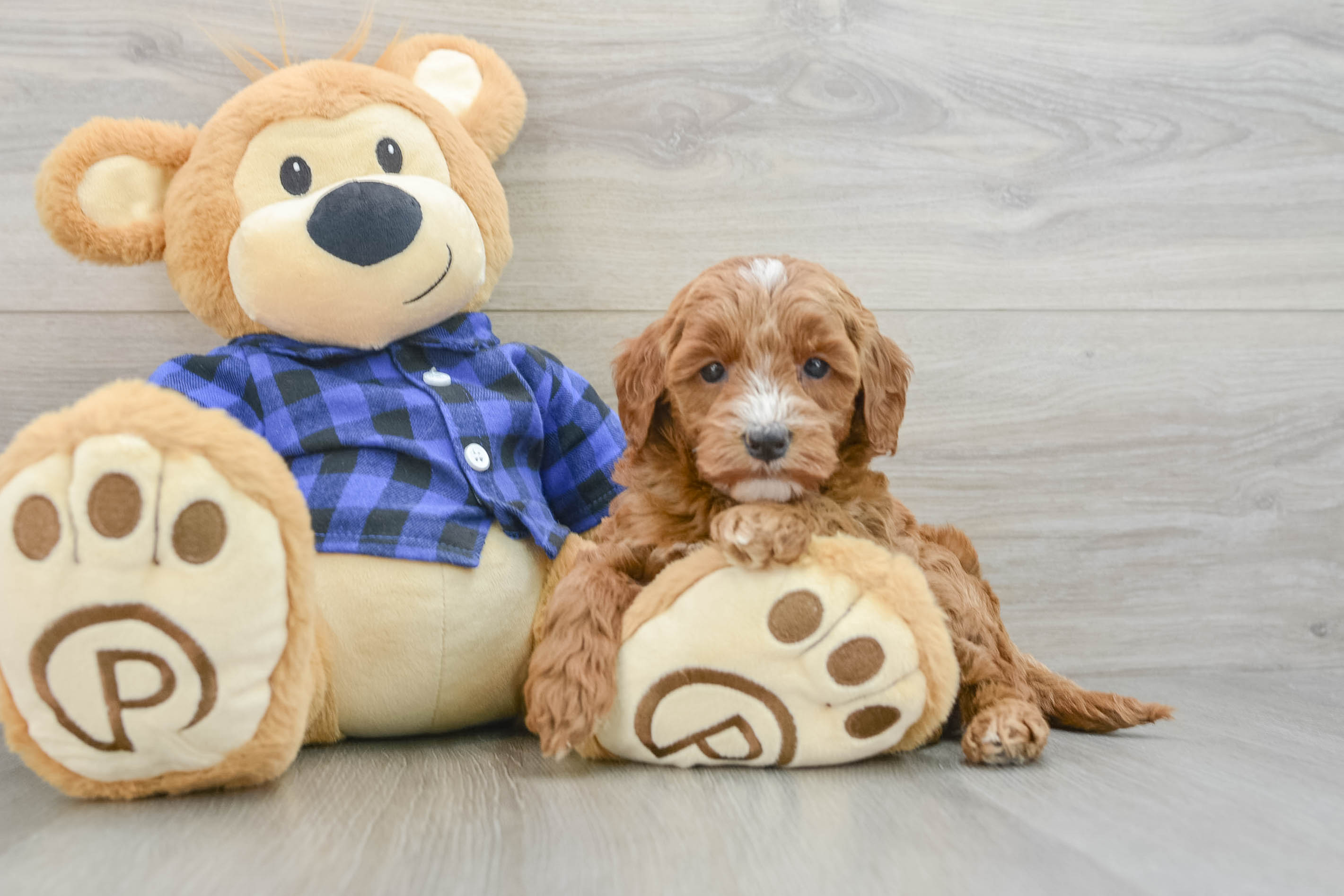 Adorable Golden Retriever Poodle Mix Poodle Mix Puppy