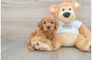 Mini Goldendoodle Pup Being Cute