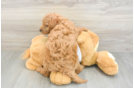 Small Mini Goldendoodle Baby