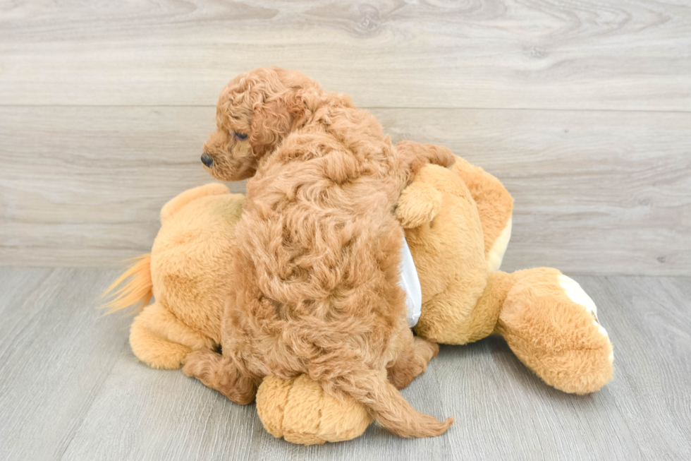 Small Mini Goldendoodle Baby