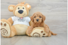 Friendly Mini Goldendoodle Baby