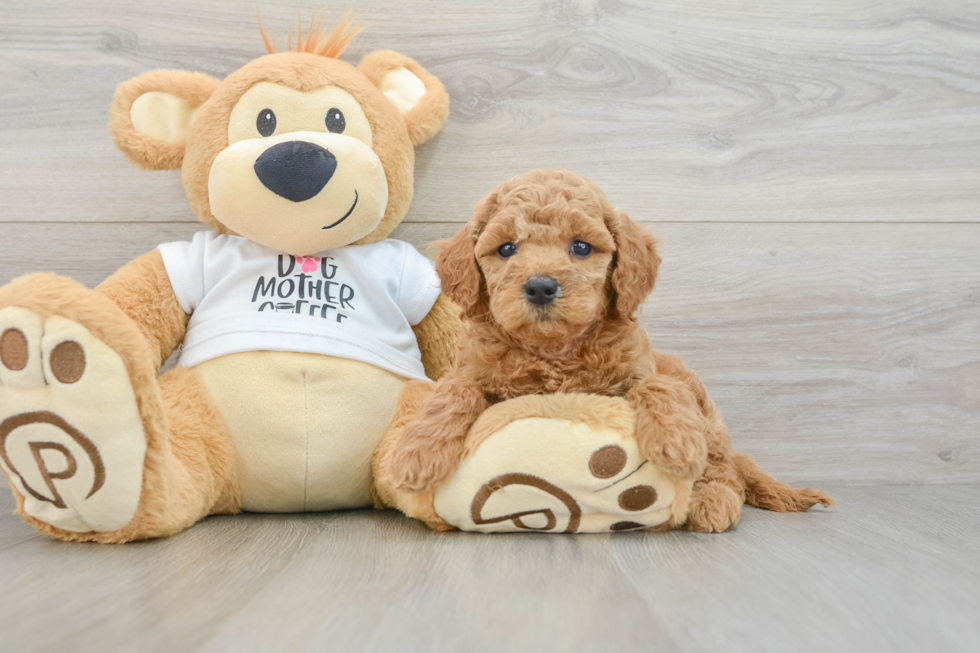 Friendly Mini Goldendoodle Baby