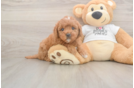 Cute Mini Goldendoodle Baby