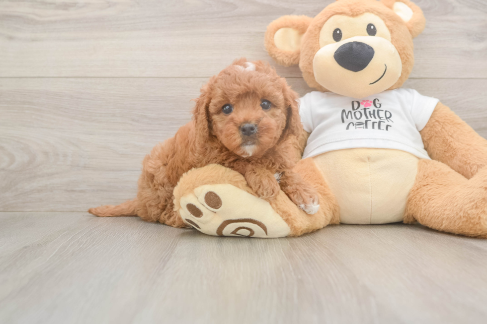 Cute Mini Goldendoodle Baby