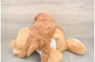 Mini Goldendoodle Puppy for Adoption