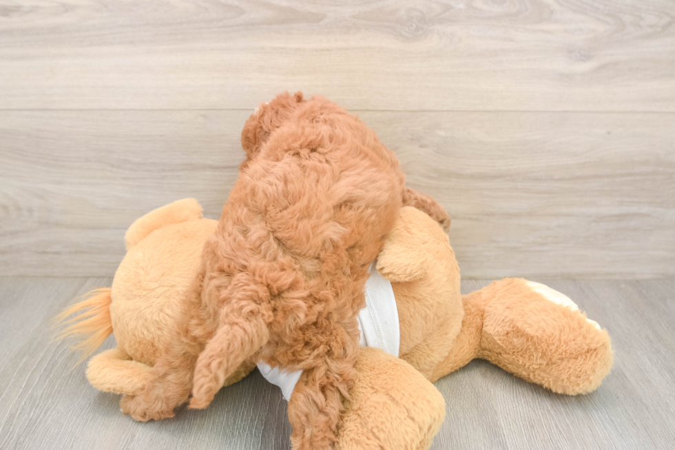Mini Goldendoodle Puppy for Adoption