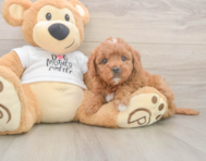 7 week old Mini Goldendoodle Puppy For Sale - Premier Pups