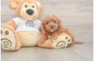 Hypoallergenic Mini Goldiepoo Poodle Mix Puppy